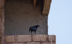 Corvus rhipidurus