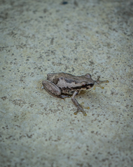Litoria dentata