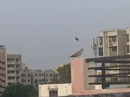 Eurasian Collared-Dove