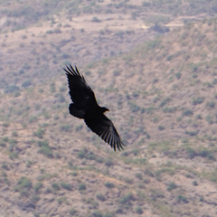 Corvus rhipidurus