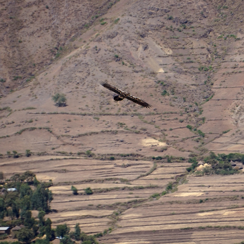 African Bearded Vulture