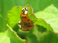 Harmonia axyridis