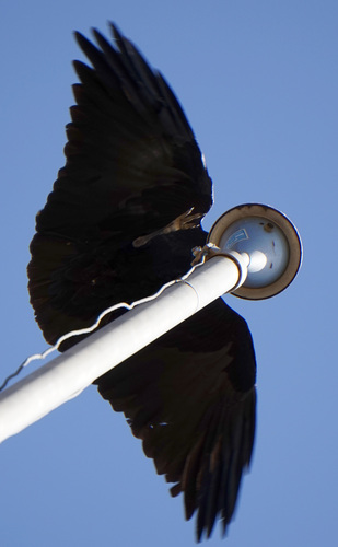 Fan-tailed Raven