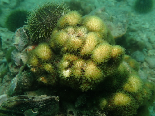 Stylocoeniella guentheri observed 2026-06-03