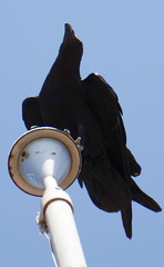Corvus rhipidurus