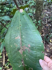 Miconia impetiolaris