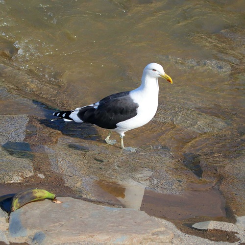 iNaturalist image