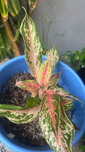 Aglaonema commutatum observed 2026-06-03