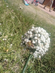 Xanthocampsomeris completa