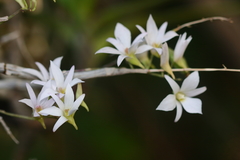 Dendrobium barbatulum