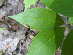 Aulagromyza orbitalis