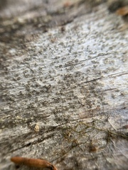Xylographa vitiligo