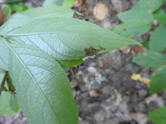 Aulagromyza orbitalis
