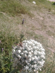 Xanthocampsomeris completa