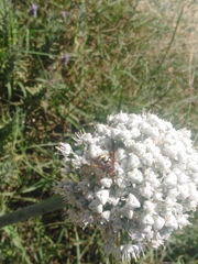 Xanthocampsomeris completa