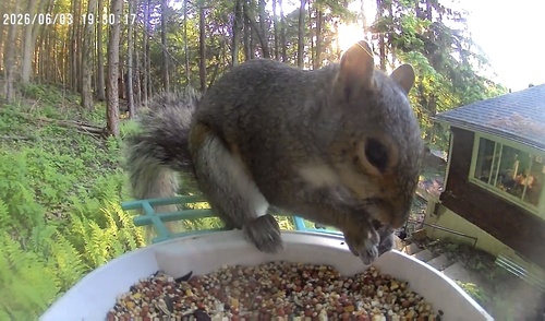 Eastern Gray Squirrel