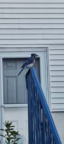 Blue Jay