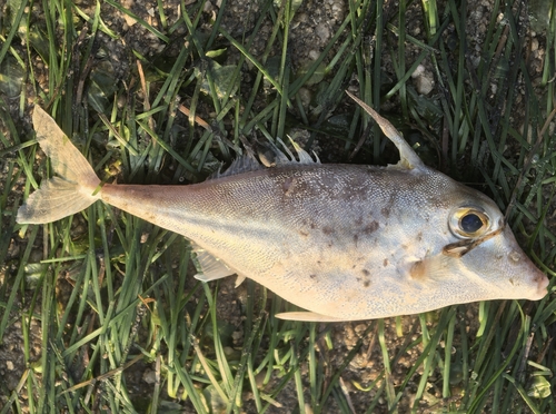 Long-tail tripodfish (Tripodichthys blochii) — Triacanthidae — 3