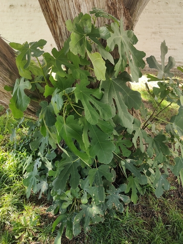 common fig