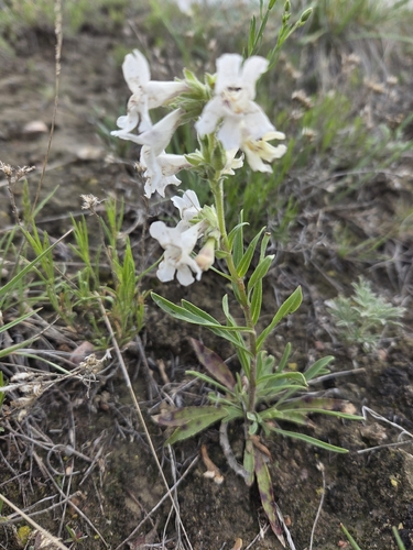 White-flower Beardtongue