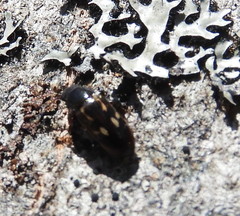 Glischrochilus vittatus