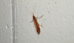 Psychoglypha