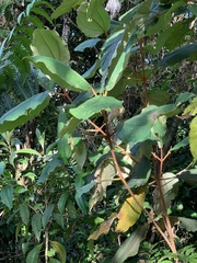 Miconia impetiolaris