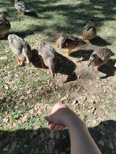 Duck