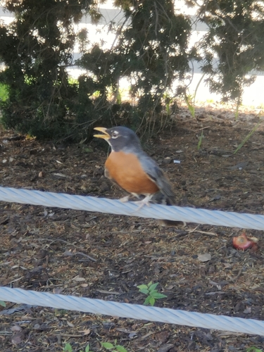 American Robin