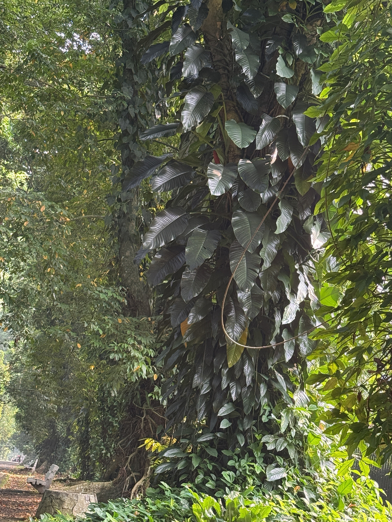 Epipremnum falcifolium