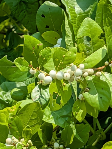 snowberrytree