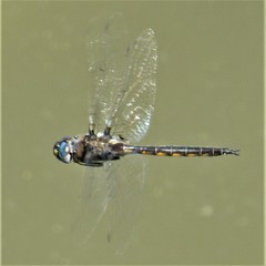 Epitheca petechialis