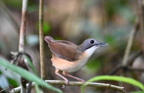 Short-tailed Babbler
