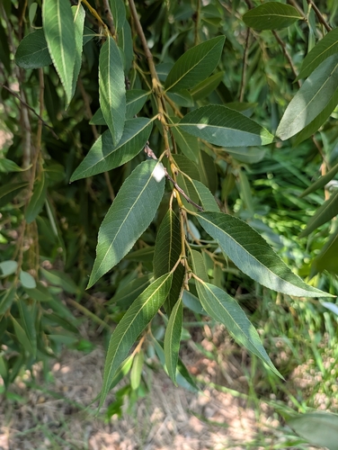 Salix mesnyi
