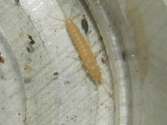 Nicoletiidae