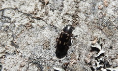 Glischrochilus vittatus