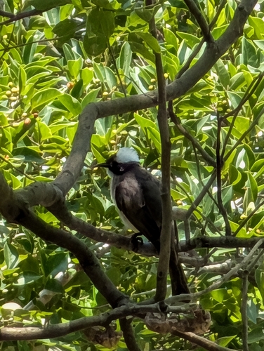 Light-vented Bulbul