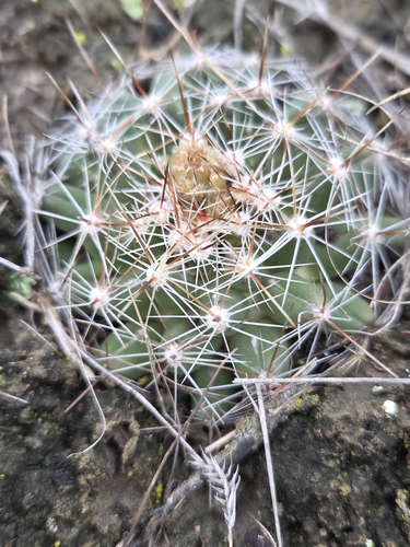 Spinystar