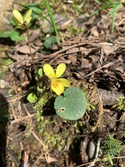 Viola sempervirens