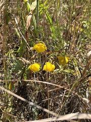 author not stated, no rights reserved Calochortus amabilis, photograph author not stated, no rights reserved