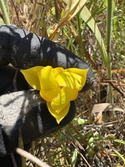 author not stated, no rights reserved Calochortus amabilis, photograph author not stated, no rights reserved