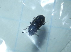 Glischrochilus vittatus