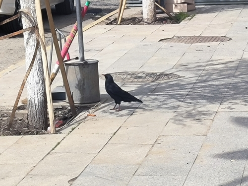 Red-billed Chough