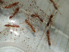 Hypoponera punctatissima