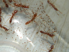 Hypoponera punctatissima