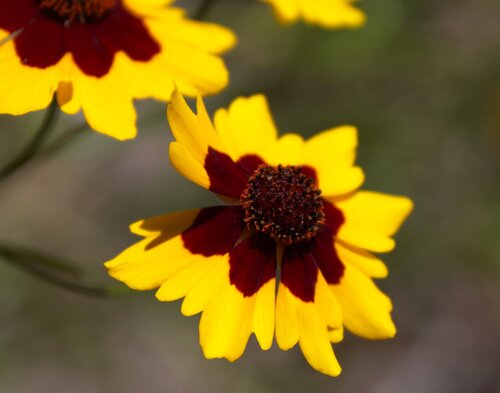 plains coreopsis