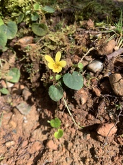 Viola sempervirens