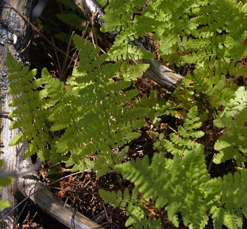 blunt woodsia