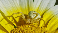 Mecaphesa