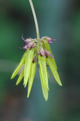 Bulbophyllum fimbriatum